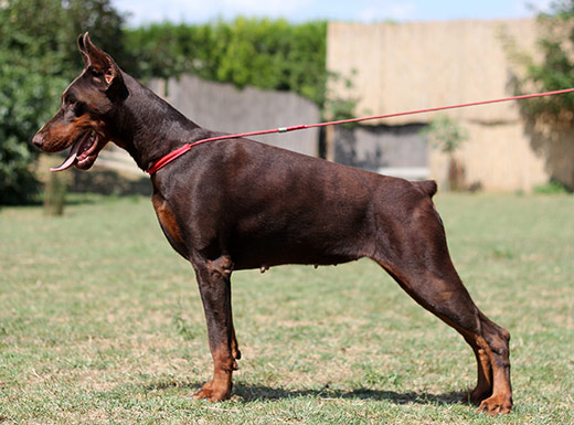 mali11