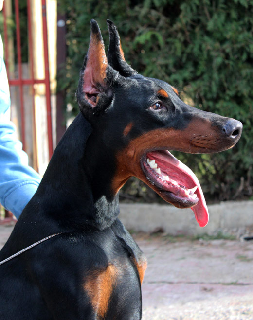 napoleone1