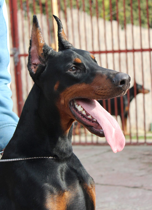 napoleone3