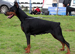 tijanastand