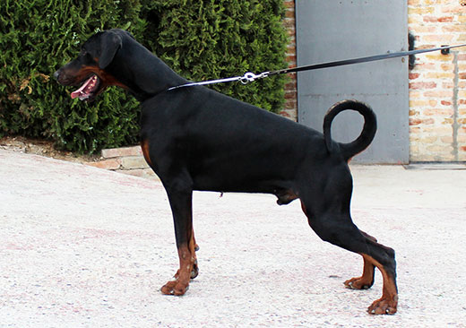 torro