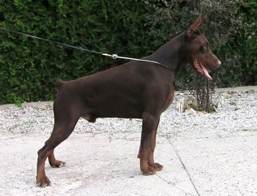 djura3