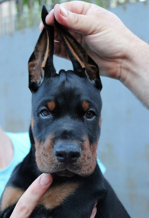 puppy