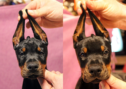 muropuppies
