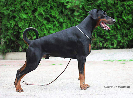 torro