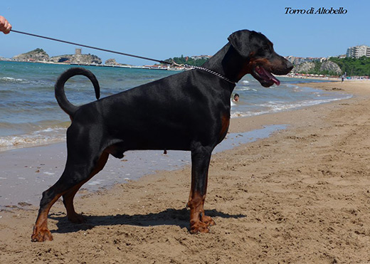 torro2