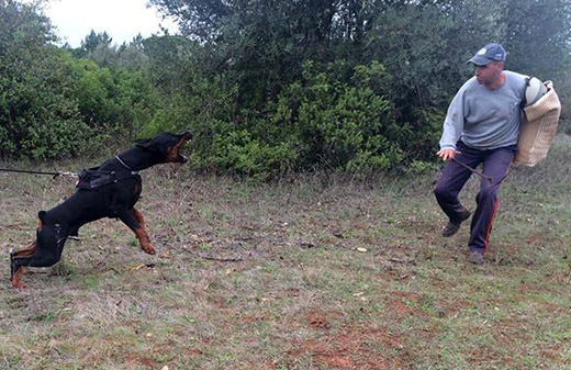 training-hunter