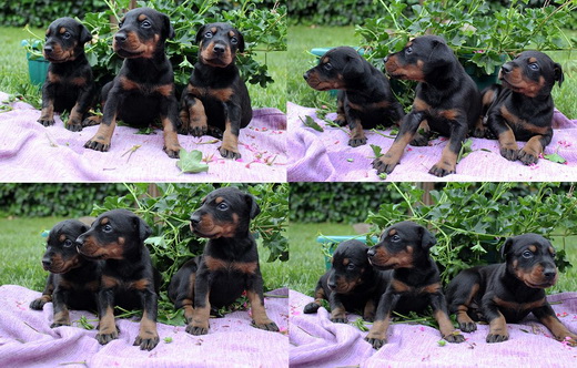 19puppies