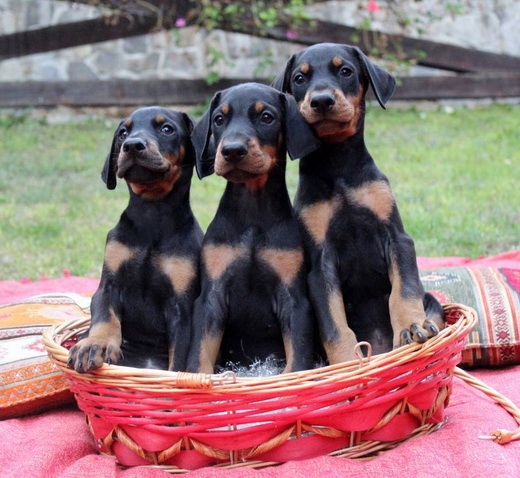 bonpup
