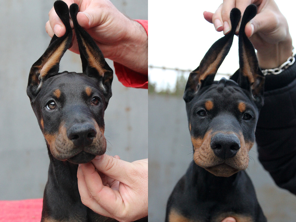 bonpup