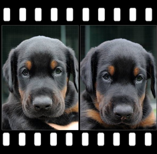 djurapuppy