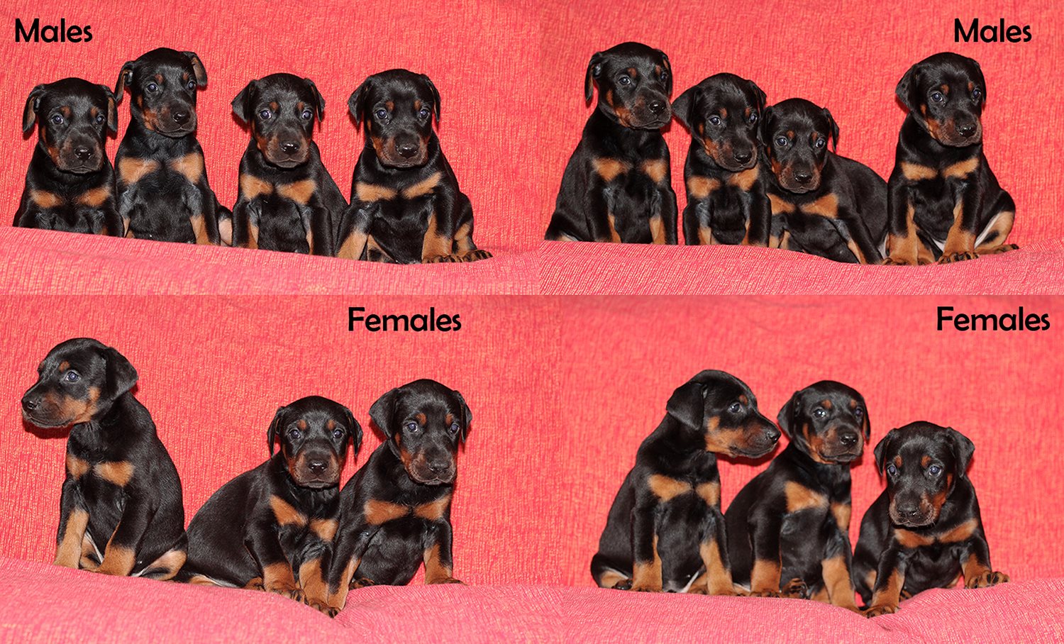 firstpups