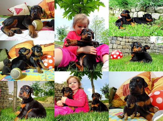 fpuppies