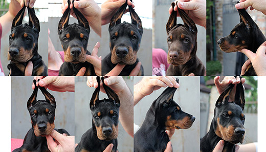 hrpuppies