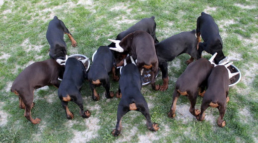 playtime