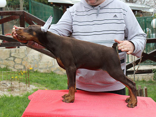 zena1
