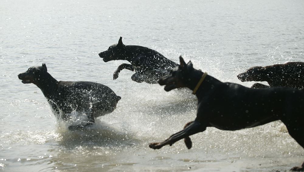 altobellodobermanns