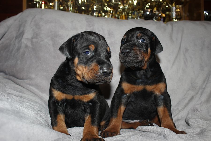 babies altobello