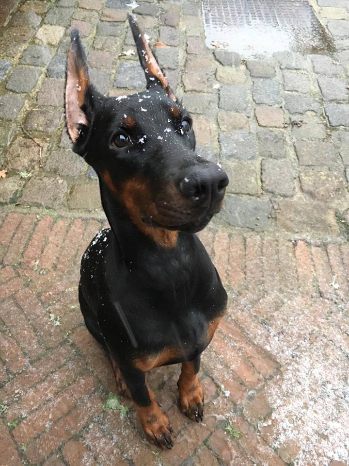 bella