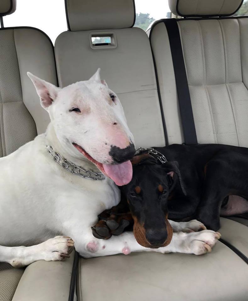 buddies