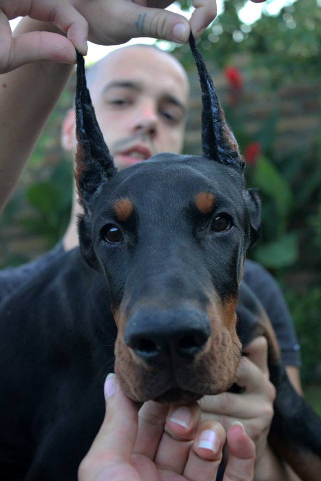 taurus