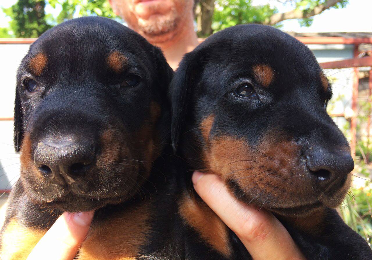 babies