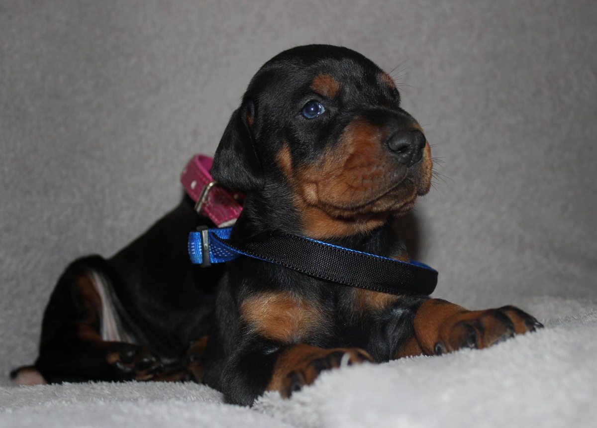 babydoberman02