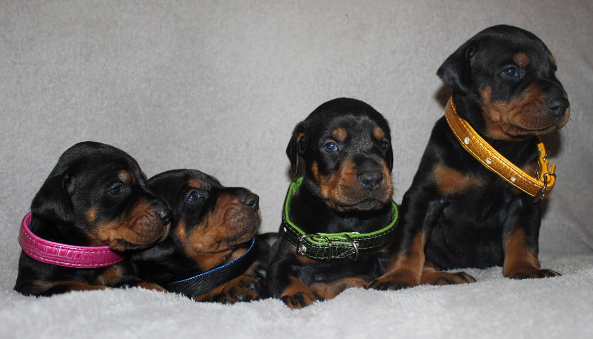 babydoberman03