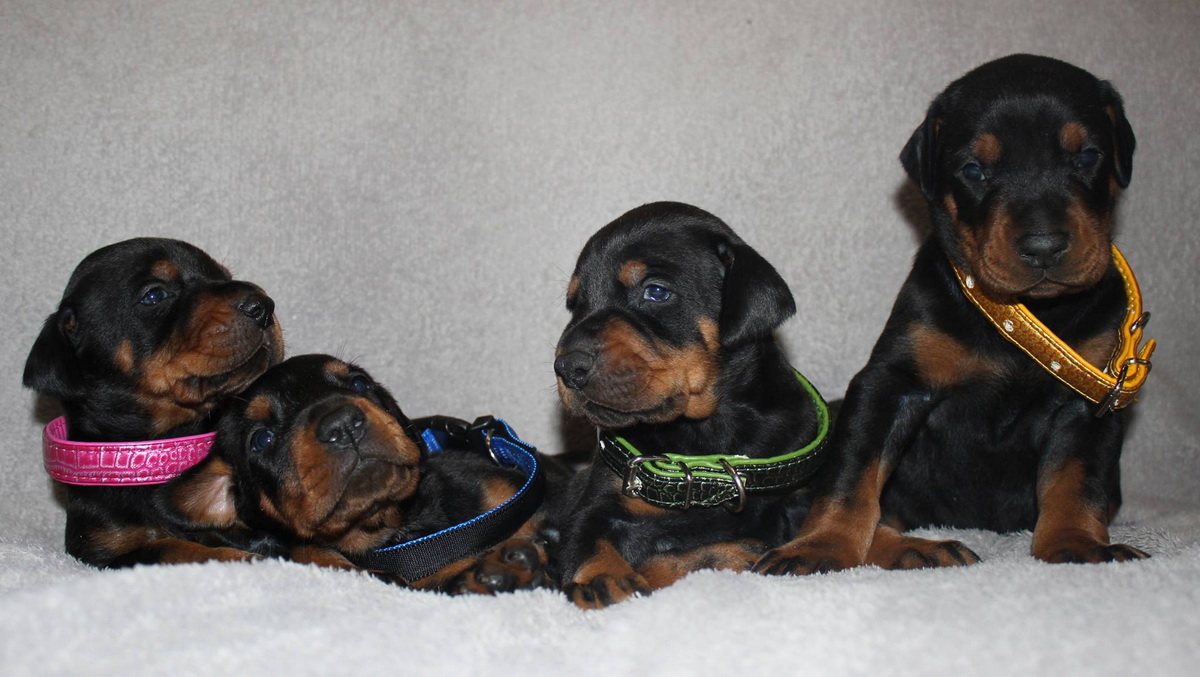 babydoberman04