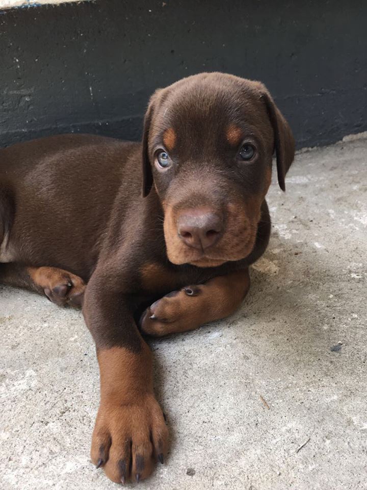 choco