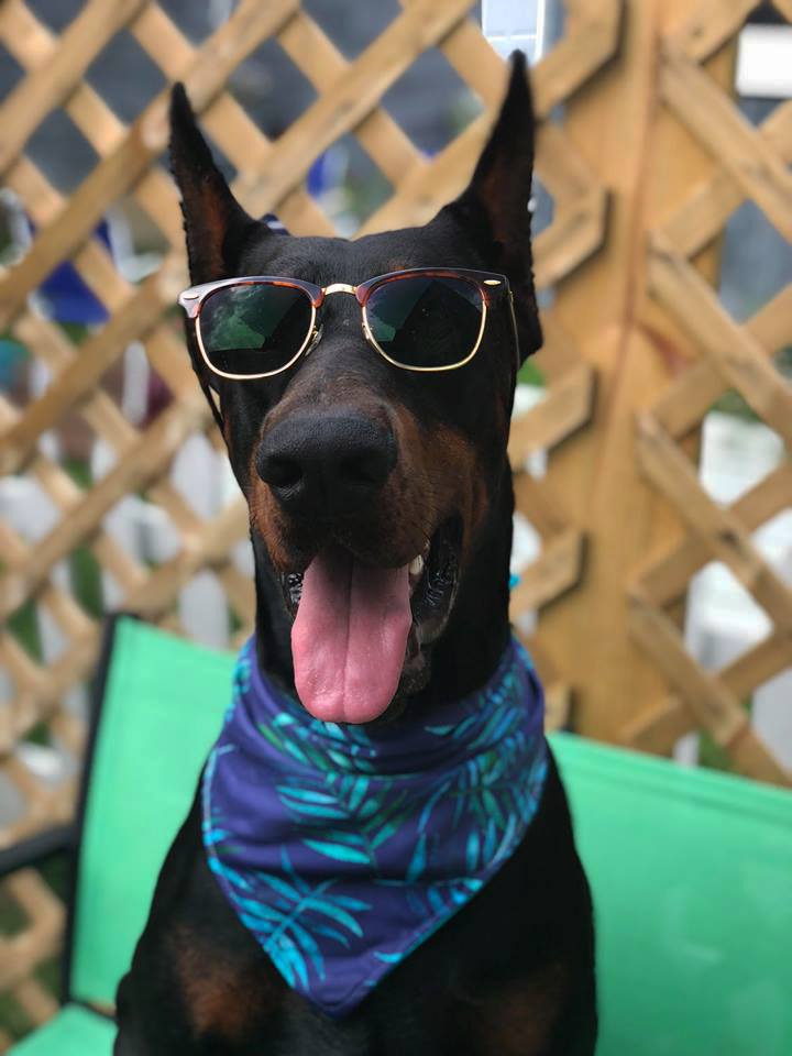 matador summer