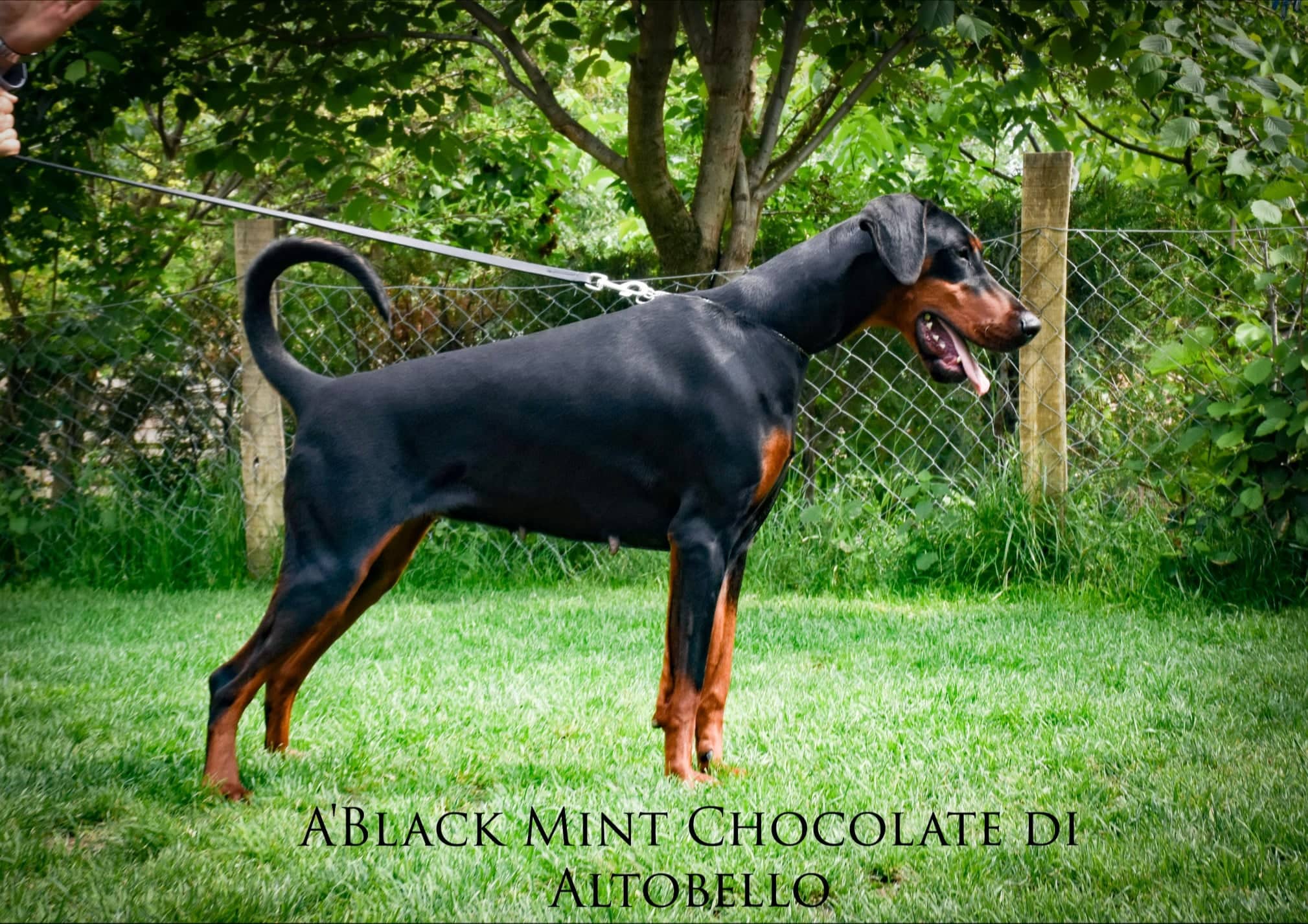 ablackmint