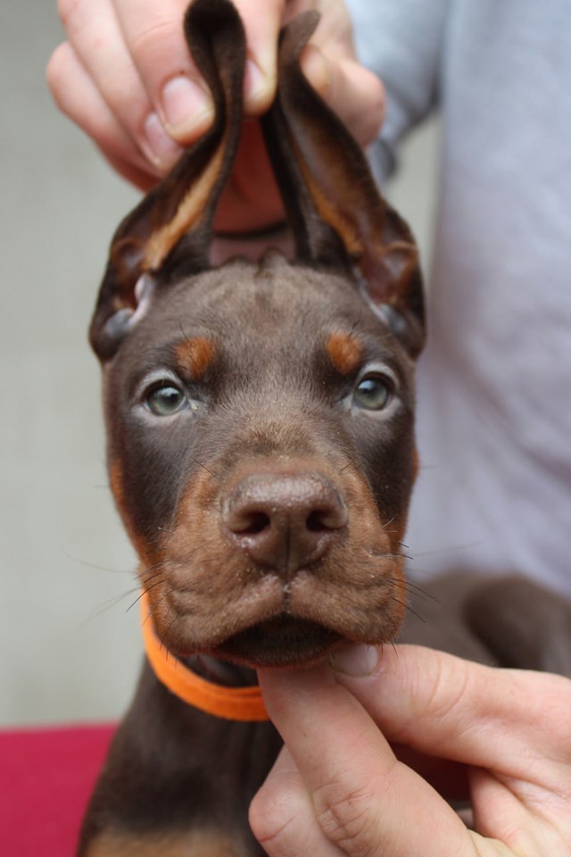 cutenessover
