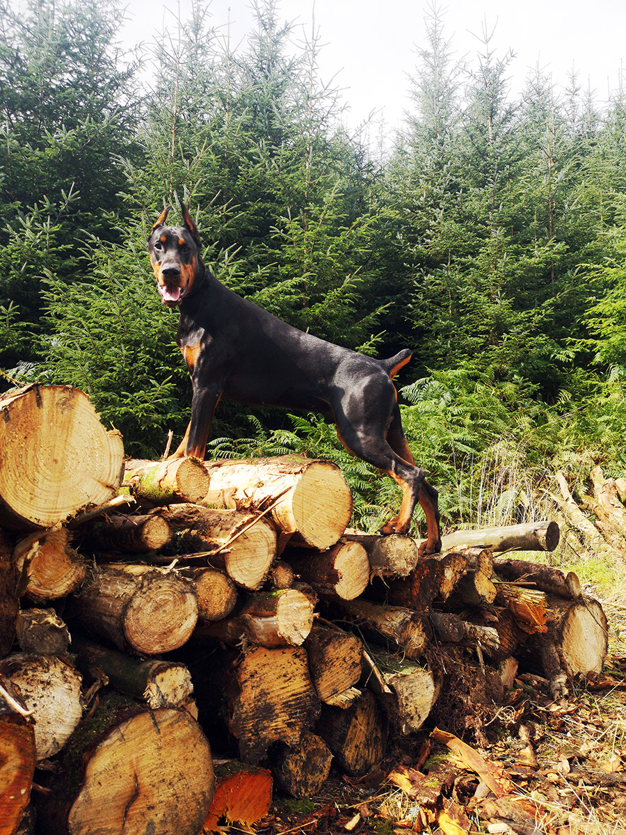 roscoe01