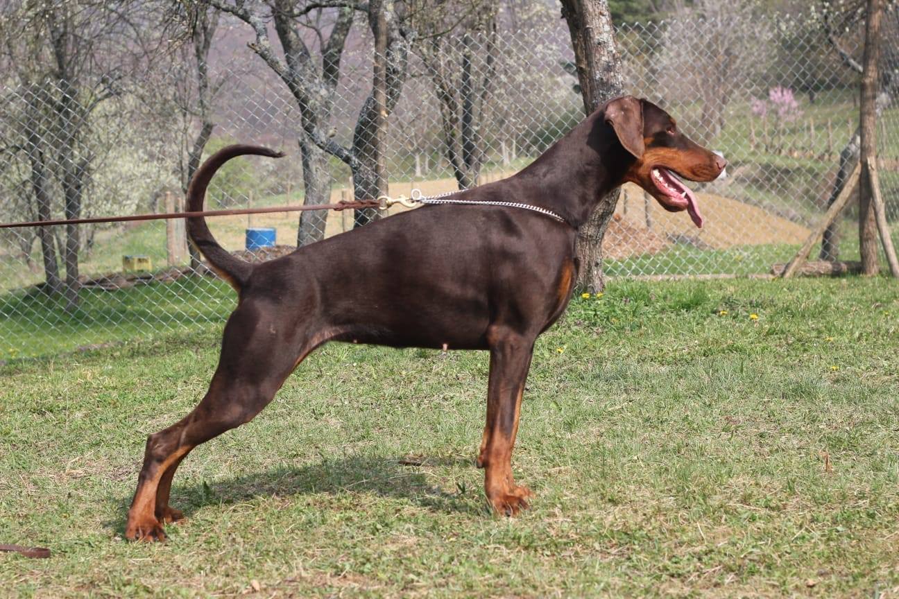tijanabd