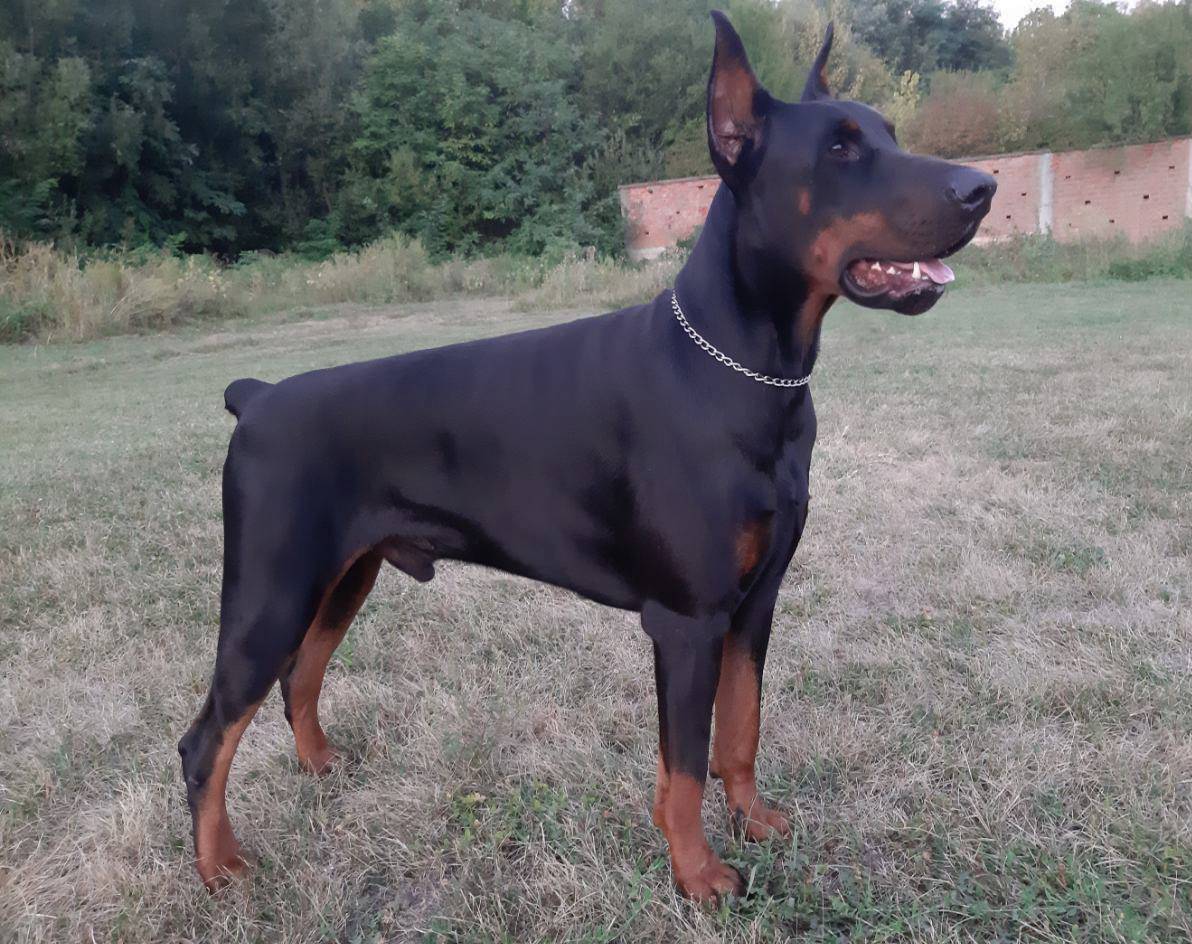 ugljesa