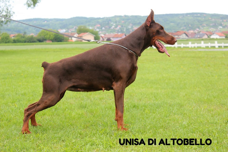 unisa
