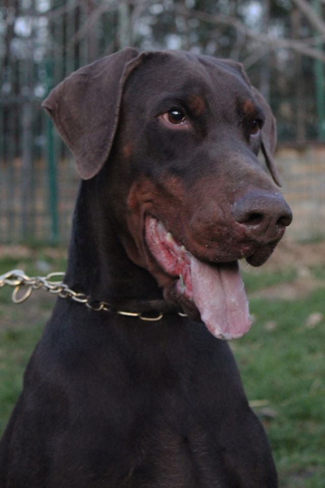 viktor1