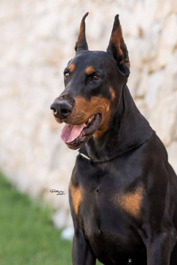 zeus sit
