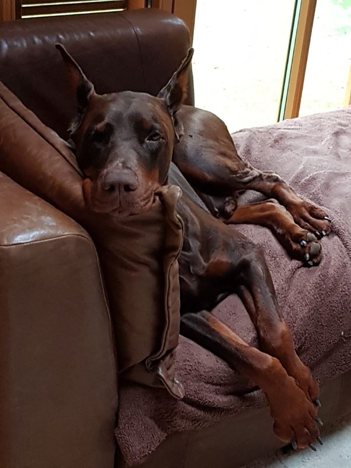 alf