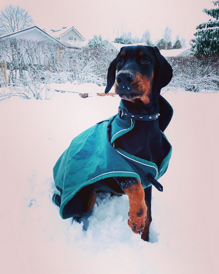 einar1