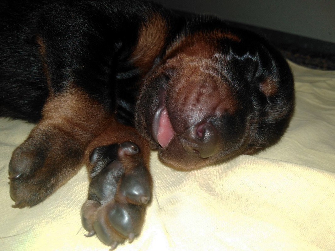 babydobe