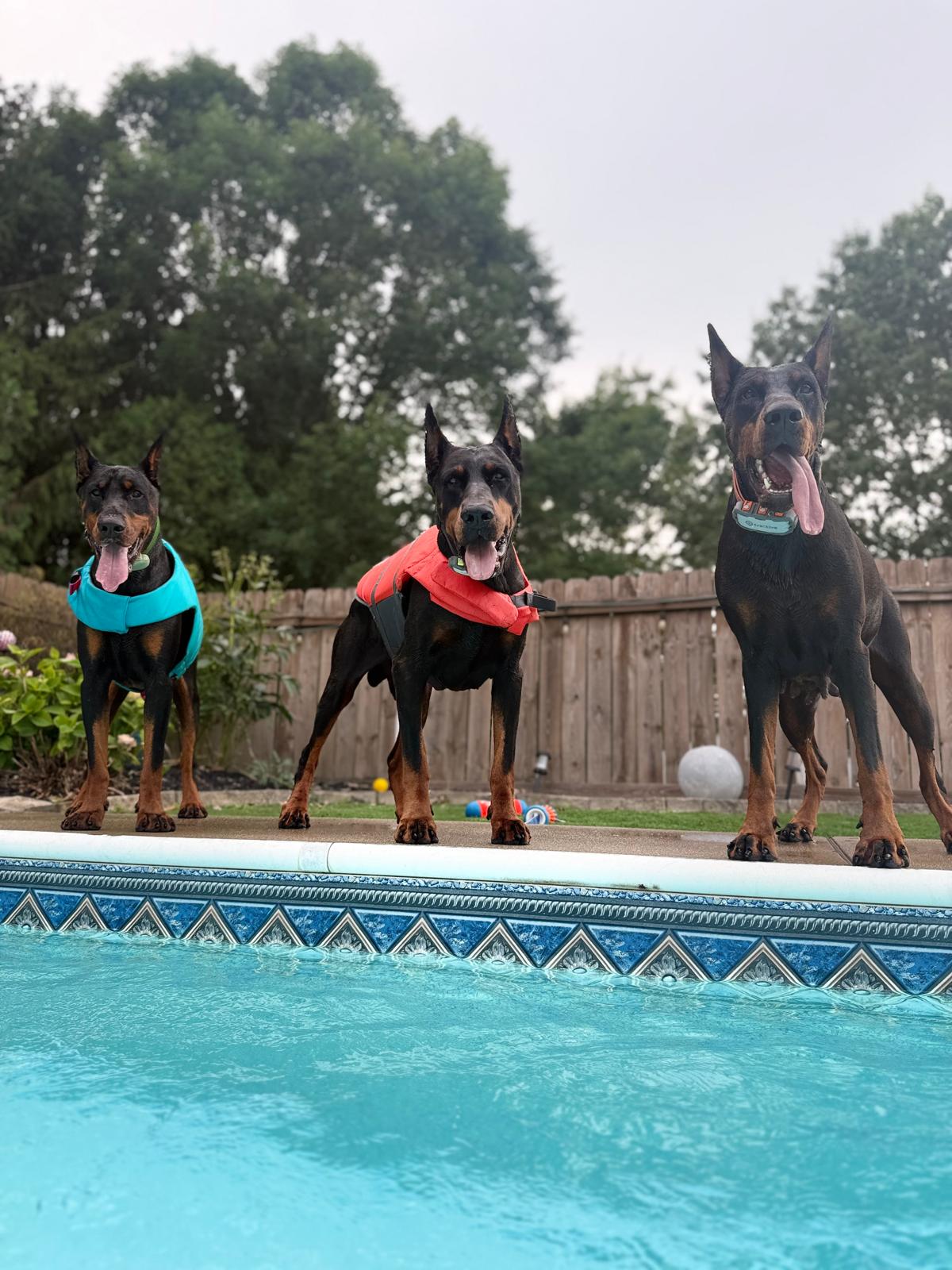 matador