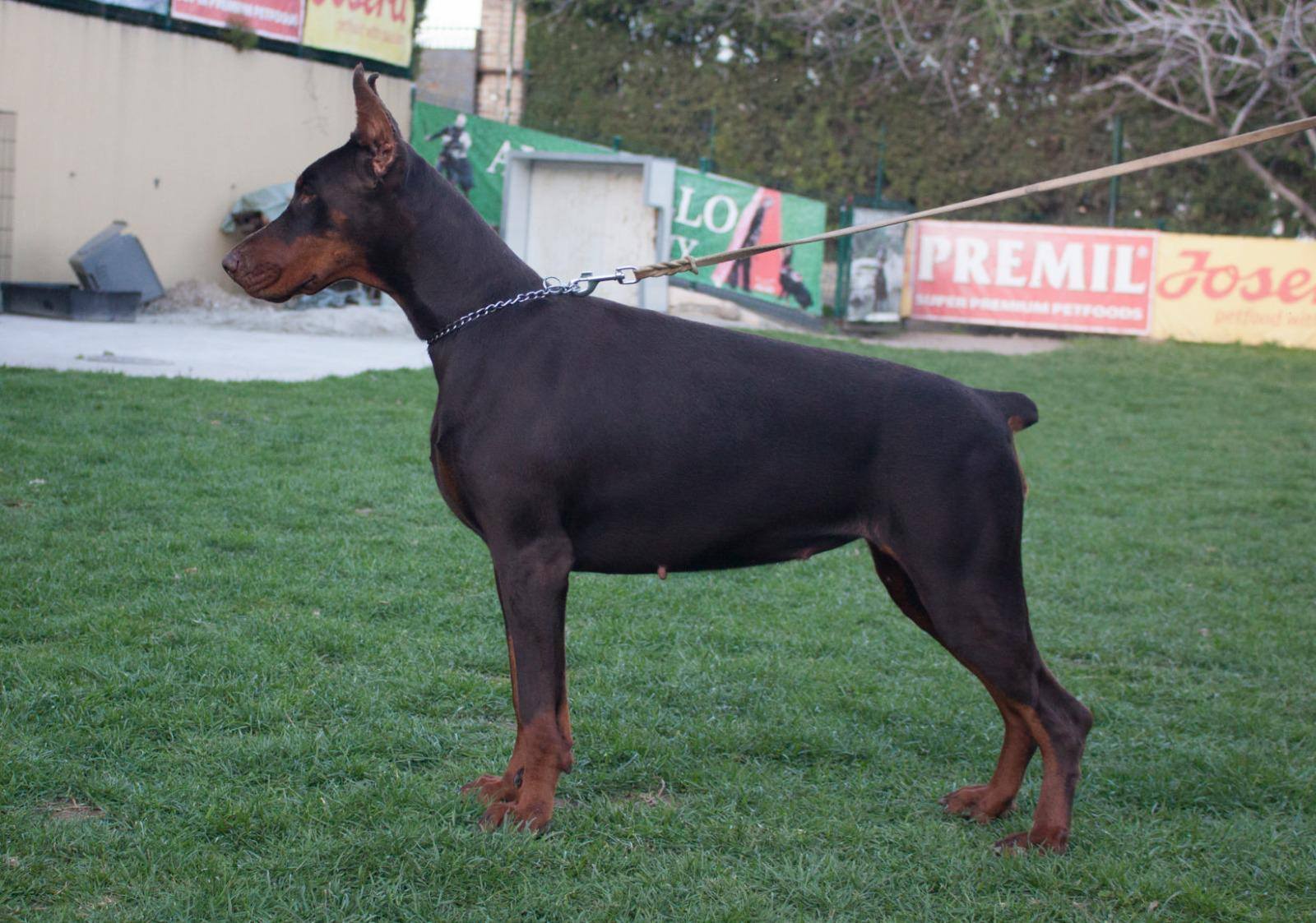 pia2