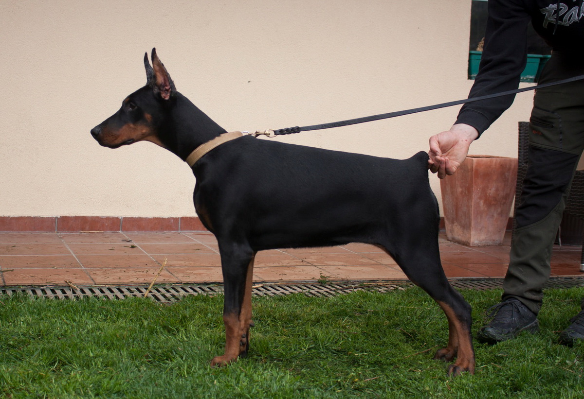 todor2
