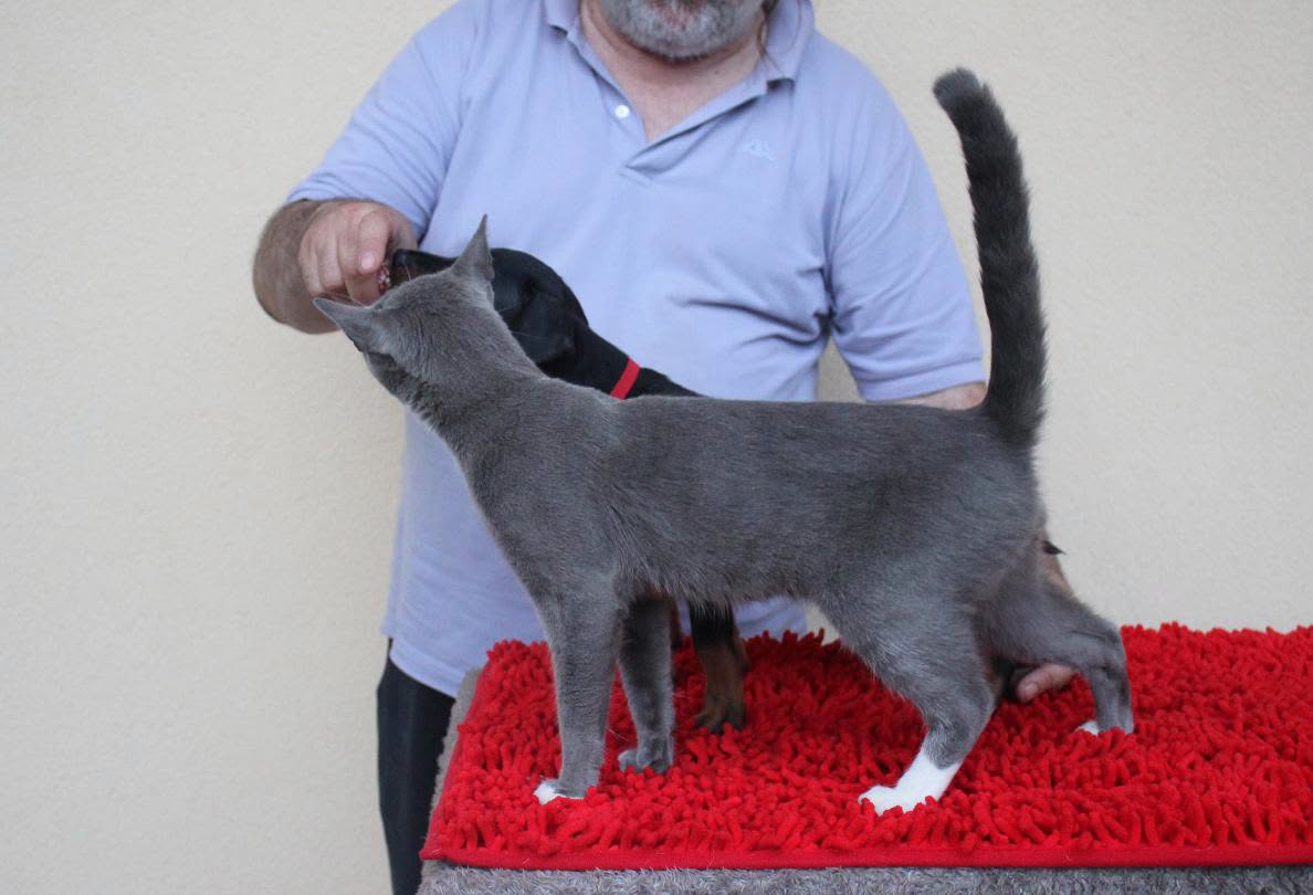 cat