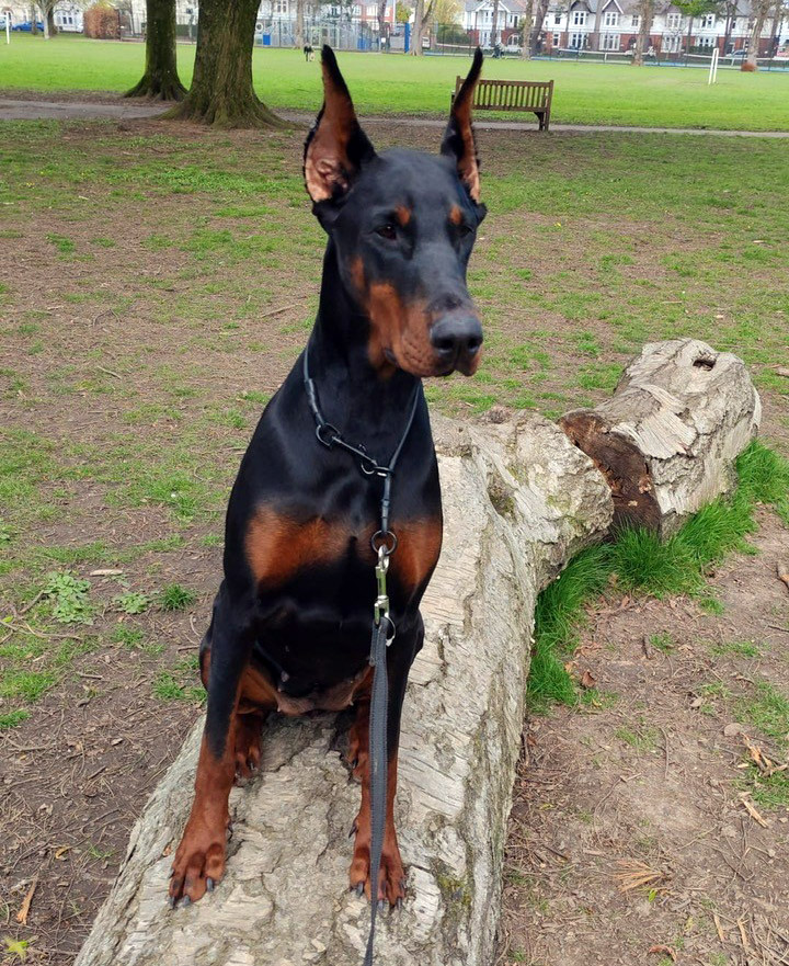 kaya