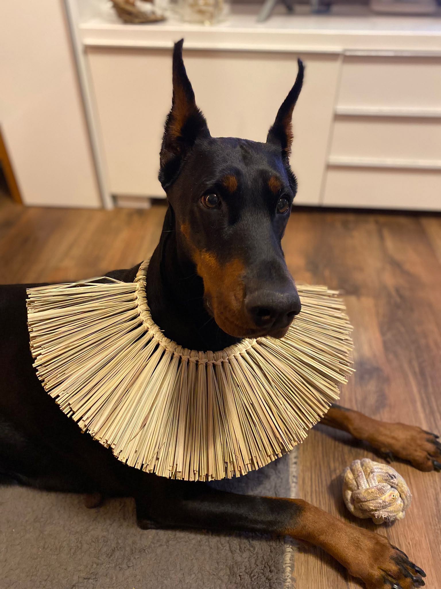 sparta