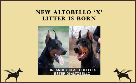 ester-boy-litter