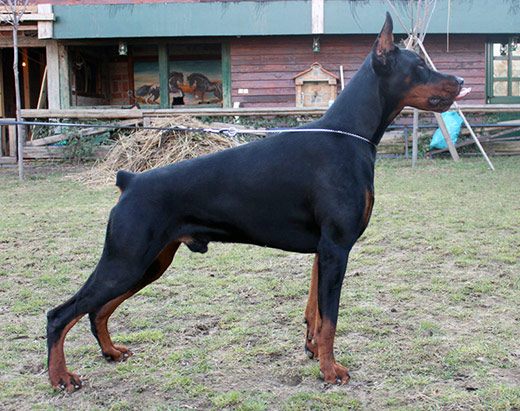 fedor